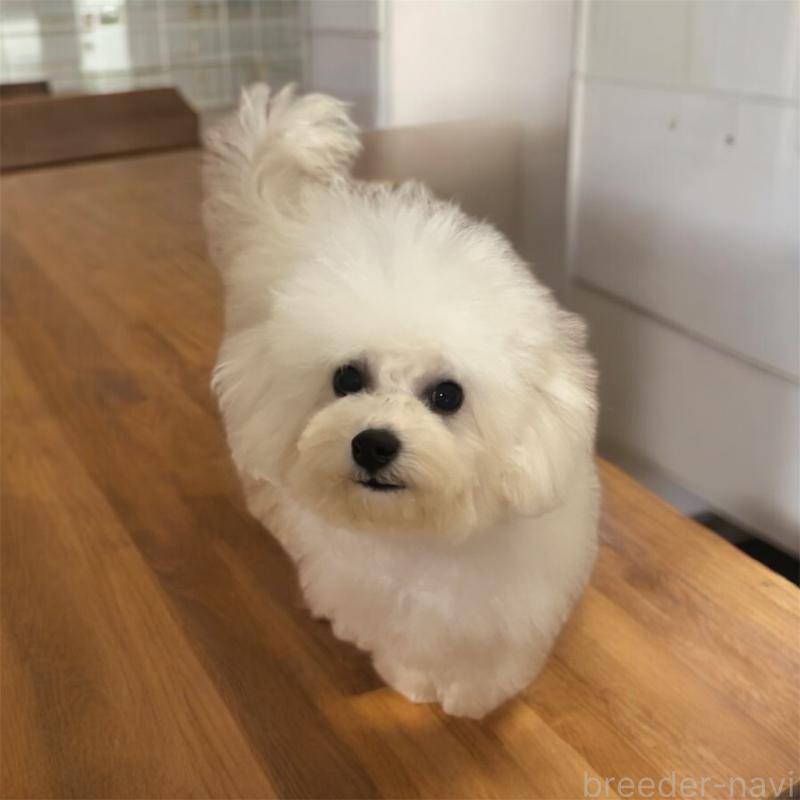 販売中の福井県のビションフリーゼ-436974の2枚目