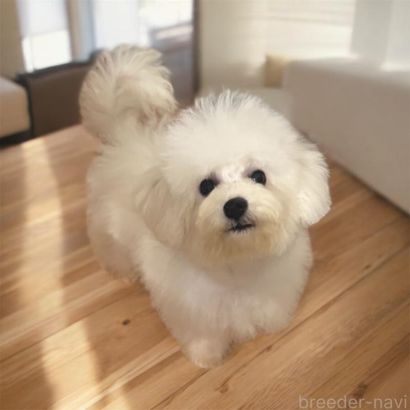 販売中の福井県のビションフリーゼ-436974