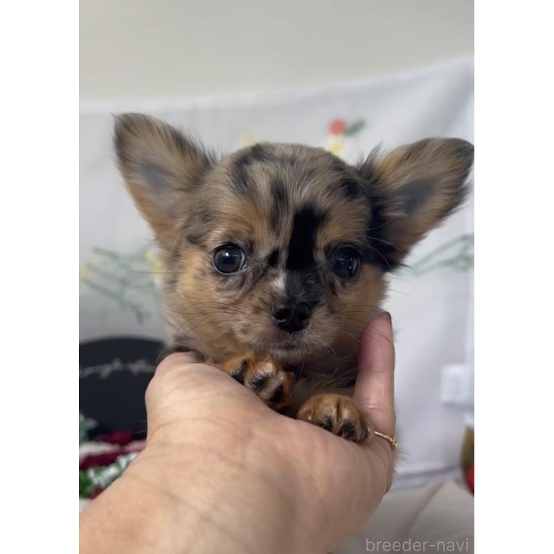 商談中の福岡県のチワワ(ロングコート)-432589の4枚目