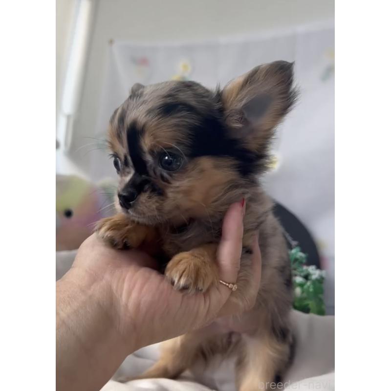 商談中の福岡県のチワワ(ロングコート)-432589の3枚目