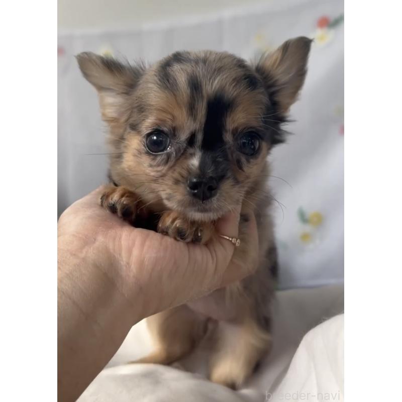 商談中の福岡県のチワワ(ロングコート)-432589の2枚目