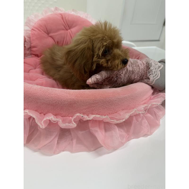 販売中の山梨県のティーカッププードル-422504の7枚目