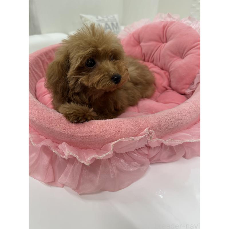 販売中の山梨県のティーカッププードル-422504の6枚目