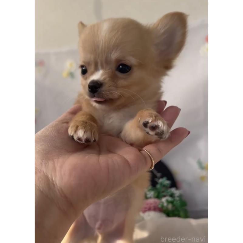 販売中の福岡県のチワワ(ロングコート)-432600の10枚目