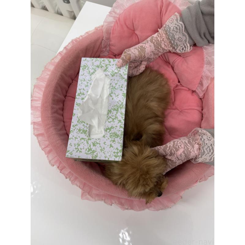 販売中の山梨県のティーカッププードル-422504の4枚目