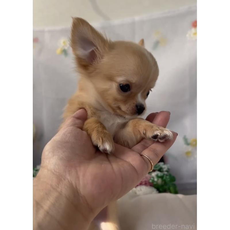 販売中の福岡県のチワワ(ロングコート)-432600の9枚目