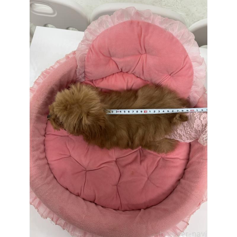 販売中の山梨県のティーカッププードル-422504の3枚目