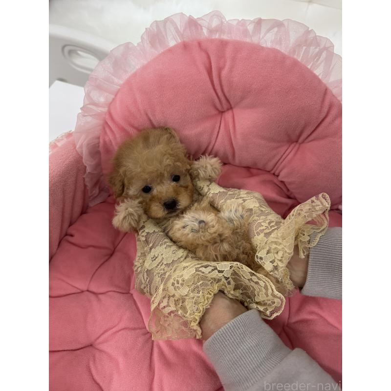 販売中の山梨県のトイプードル-436975の8枚目