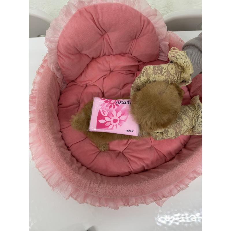 販売中の山梨県のトイプードル-436975の4枚目