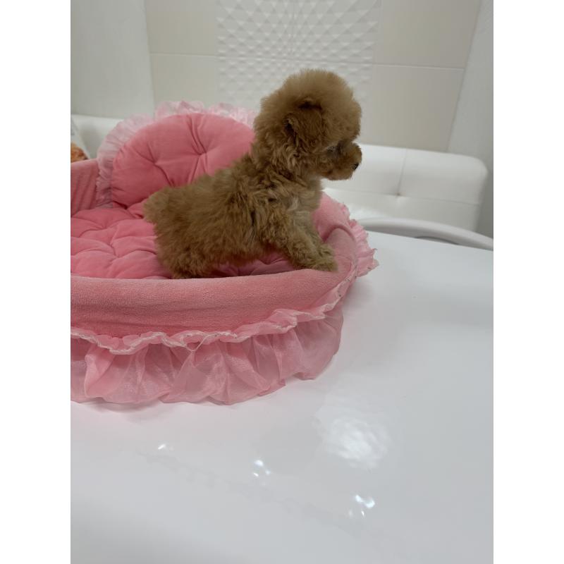 販売中の山梨県のトイプードル-436975の3枚目