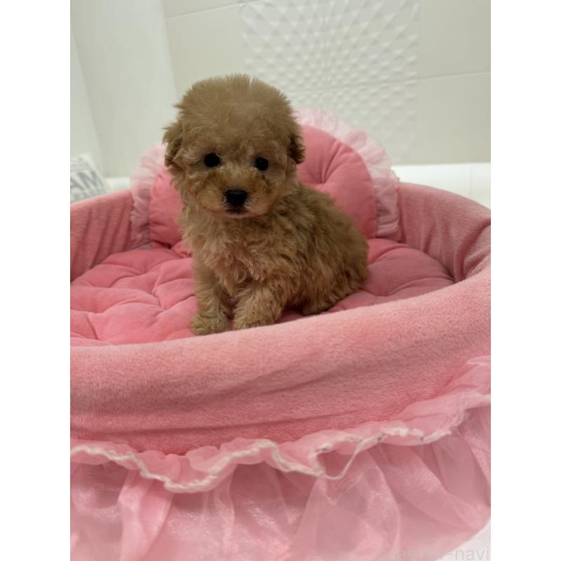 販売中の山梨県のトイプードル-436975の2枚目