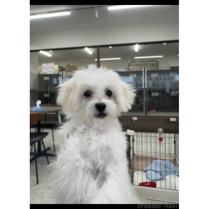 販売中の福岡県のミックス犬-415304の3枚目