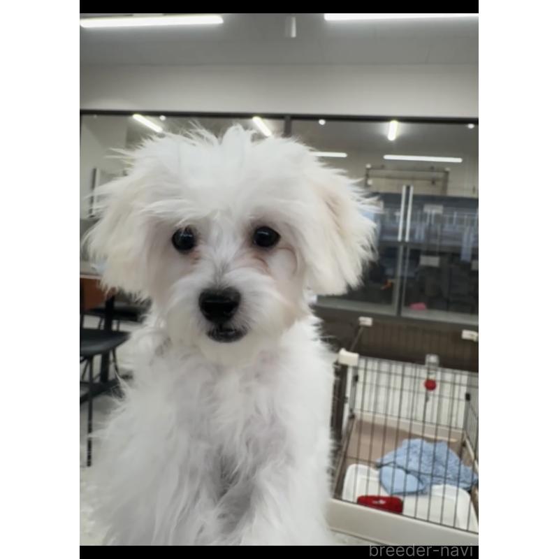 販売中の福岡県のミックス犬-415304の2枚目