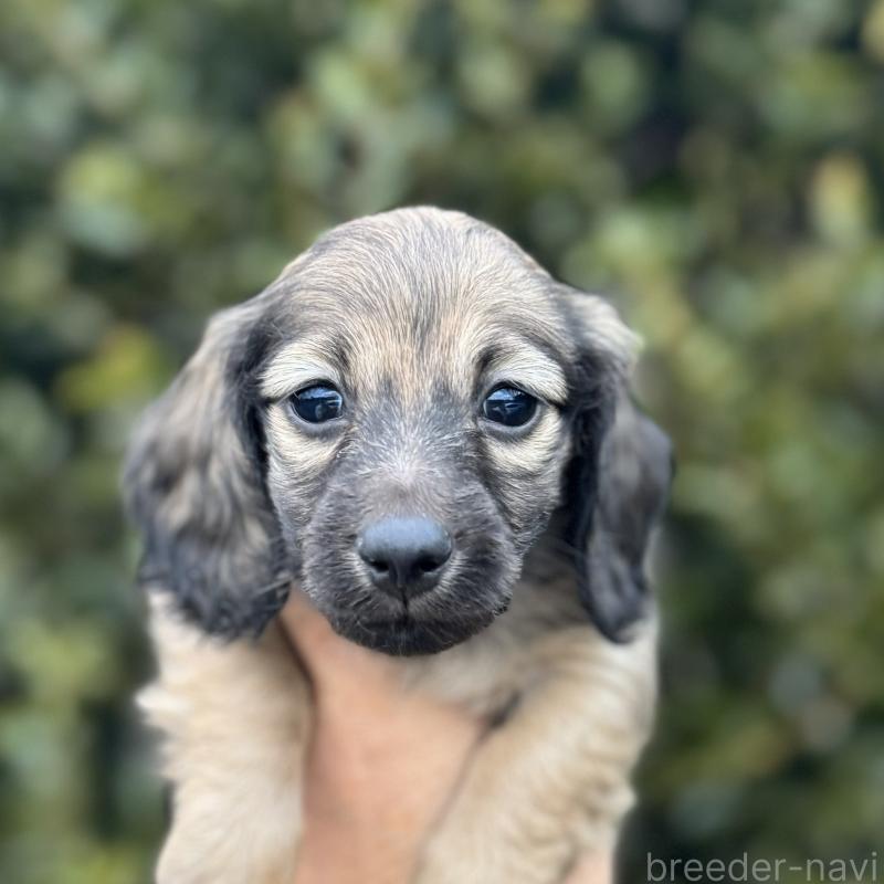 販売中の福岡県のミニチュアダックスフンド(ロングヘアード)-436978