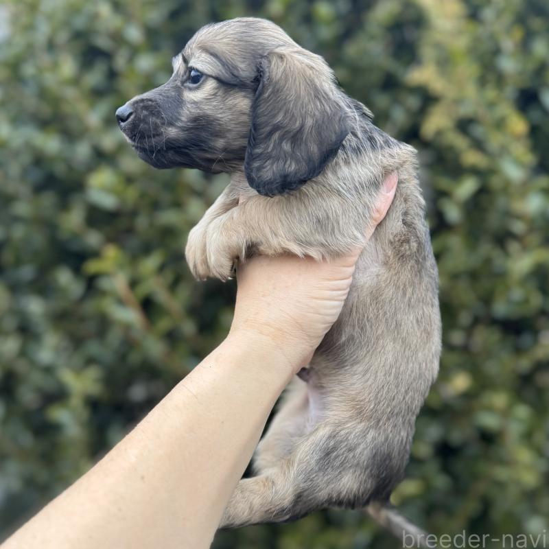 販売中の福岡県のミニチュアダックスフンド(ロングヘアード)-436978の4枚目