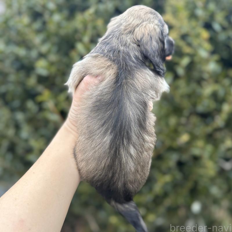 販売中の福岡県のミニチュアダックスフンド(ロングヘアード)-436978の3枚目