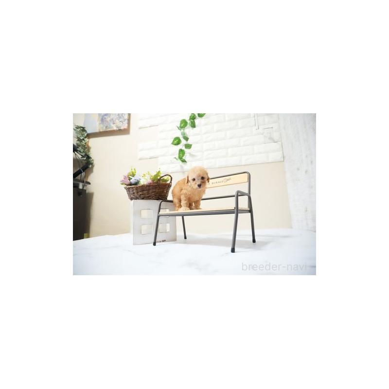 販売中の滋賀県のタイニープードル-436977の4枚目