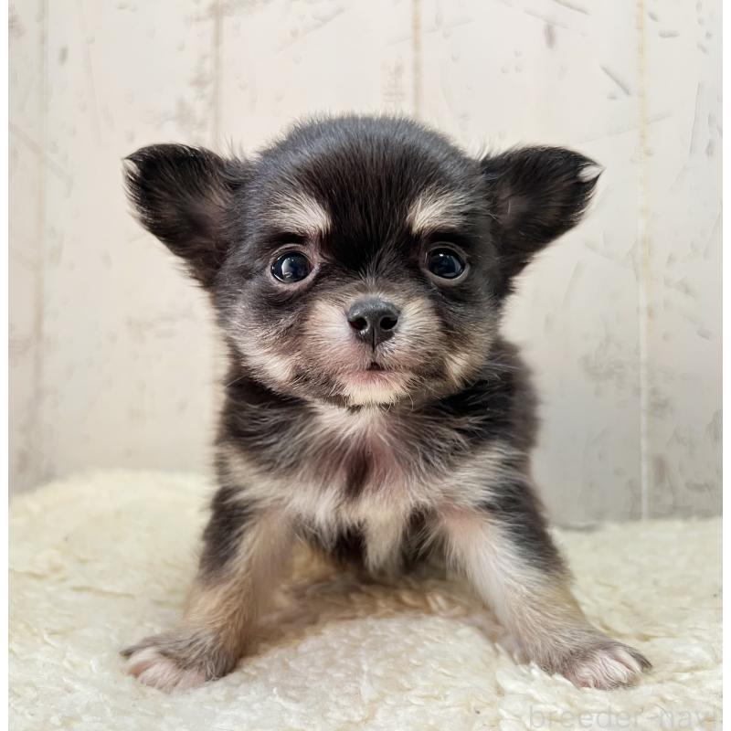 販売中の千葉県のミックス犬-436979の1枚目