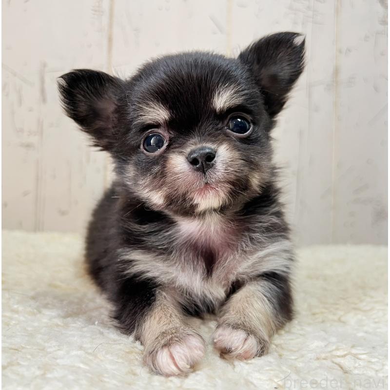 販売中の千葉県のミックス犬-436979の5枚目