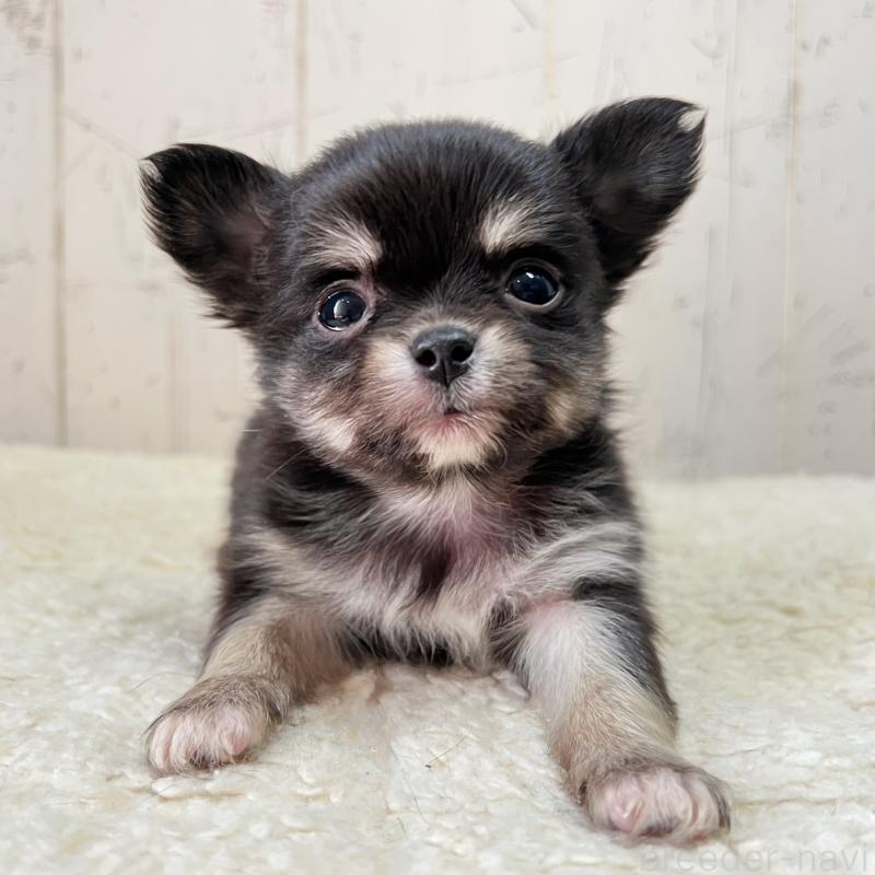 販売中の千葉県のミックス犬-436979の4枚目