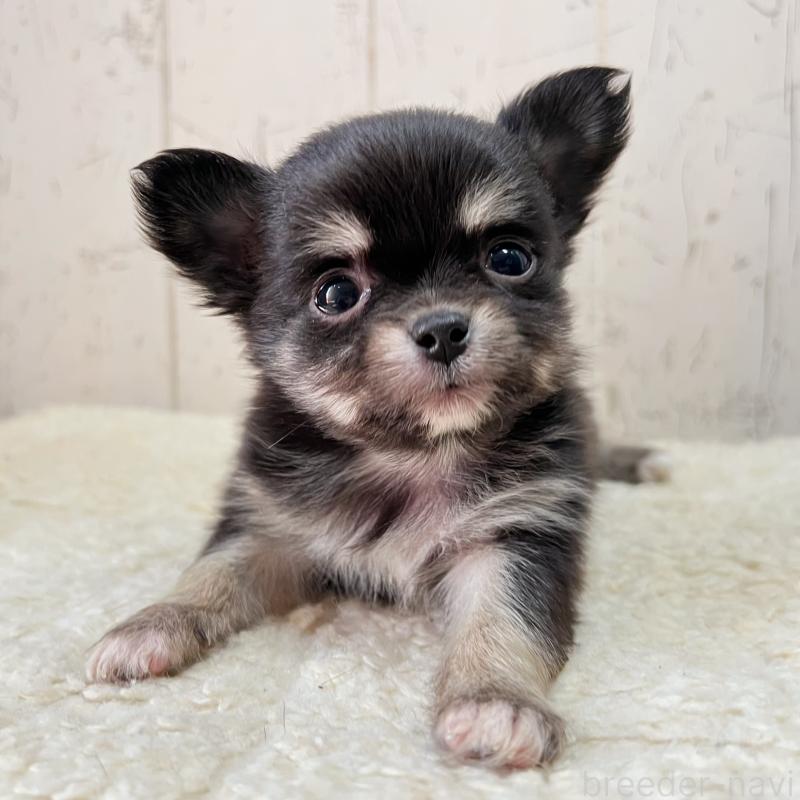 販売中の千葉県のミックス犬-436979の3枚目