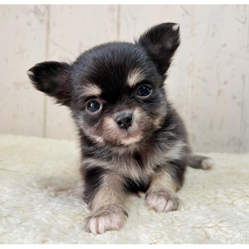 販売中の千葉県のミックス犬-436979の2枚目