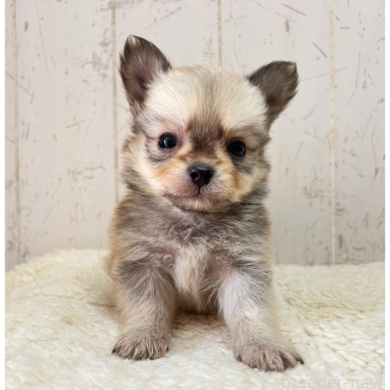 販売中の千葉県のミックス犬-436980