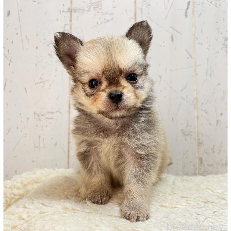 販売中の千葉県のミックス犬-436980の4枚目