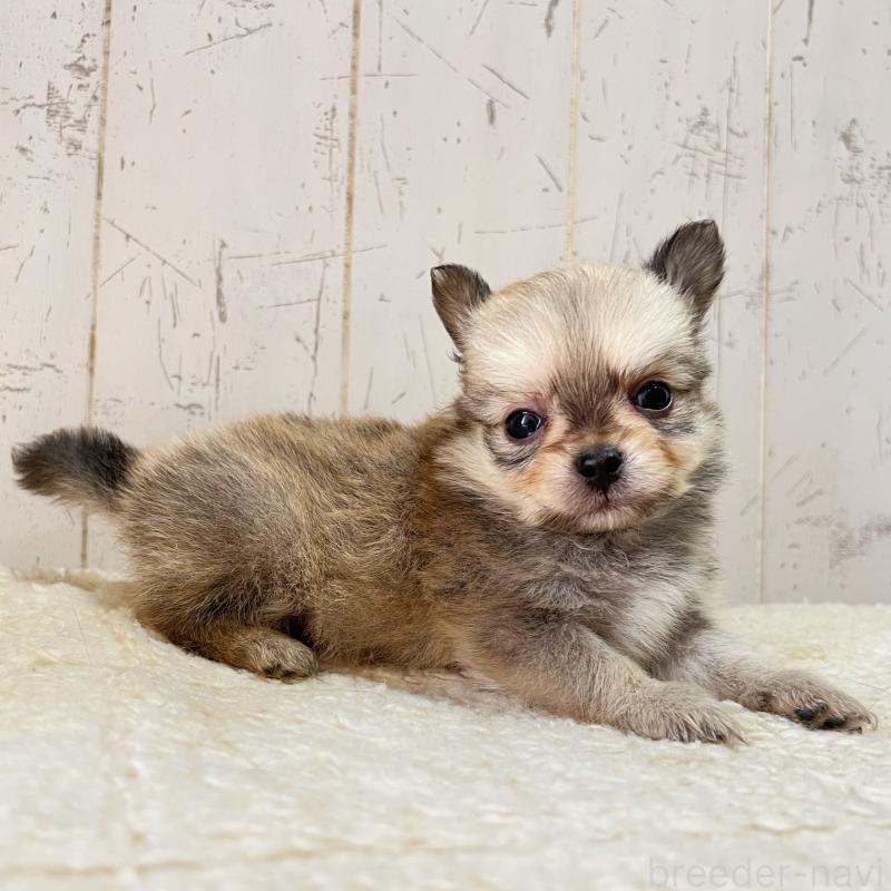 販売中の千葉県のミックス犬-436980の3枚目