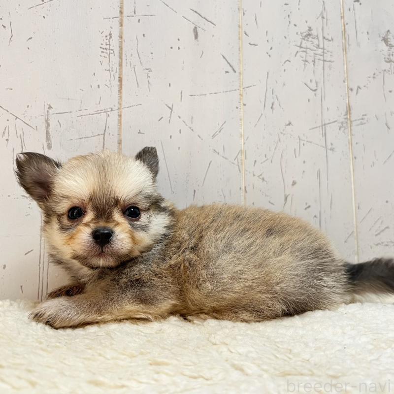 販売中の千葉県のミックス犬-436980の2枚目