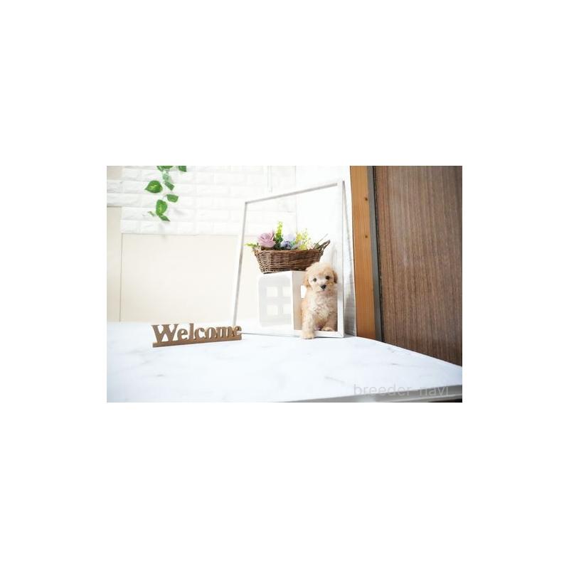 販売中の滋賀県のタイニープードル-436981の5枚目