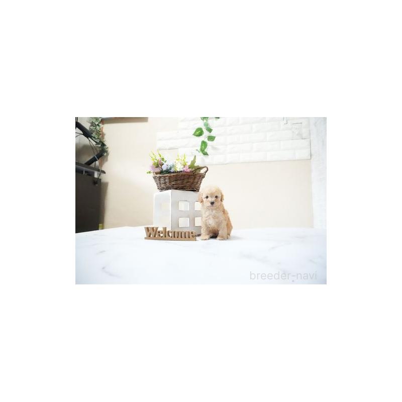 販売中の滋賀県のタイニープードル-436981の4枚目