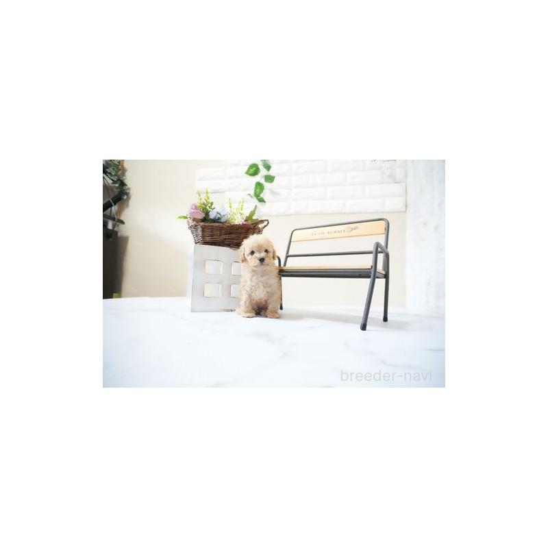 販売中の滋賀県のタイニープードル-436981の2枚目