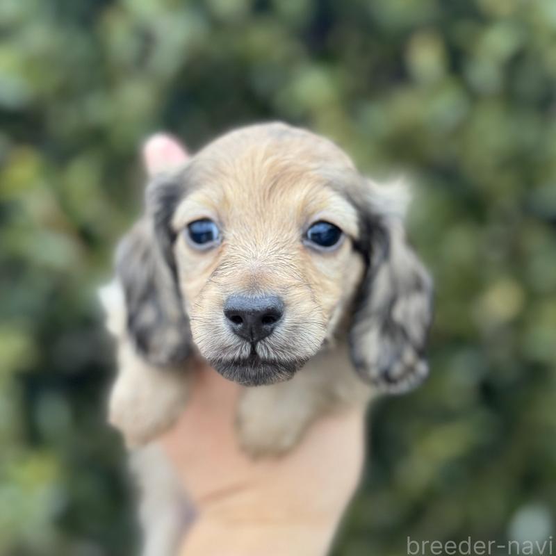 販売中の福岡県のミニチュアダックスフンド(ロングヘアード)-436982の1枚目