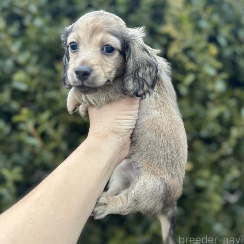 販売中の福岡県のミニチュアダックスフンド(ロングヘアード)-436982の4枚目