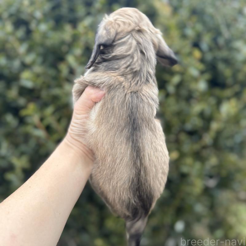 販売中の福岡県のミニチュアダックスフンド(ロングヘアード)-436982の3枚目