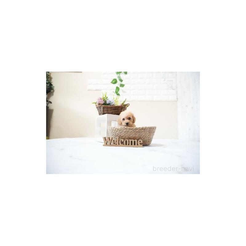 販売中の滋賀県のタイニープードル-436983の3枚目