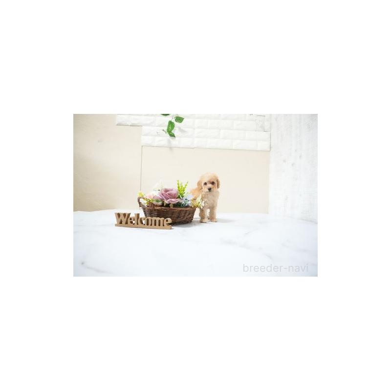 販売中の滋賀県のタイニープードル-436983の2枚目