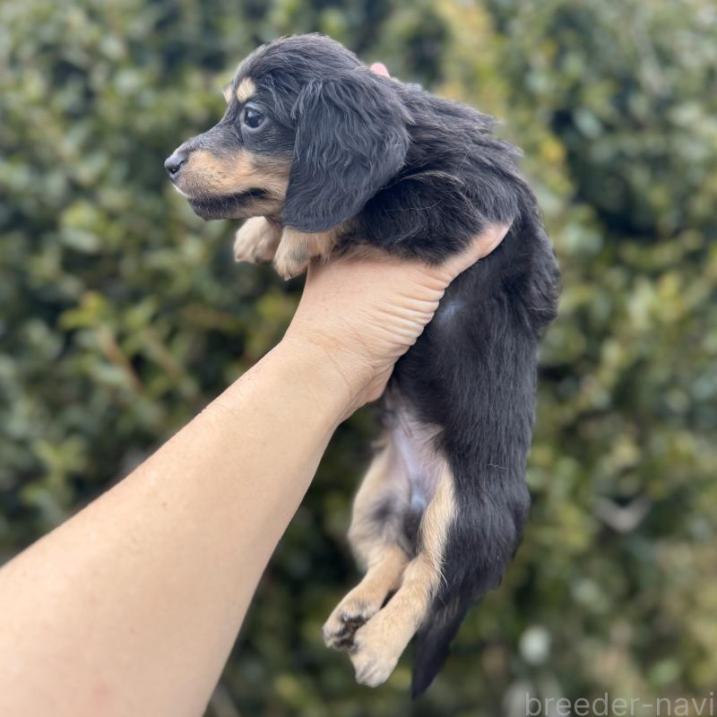 販売中の福岡県のミニチュアダックスフンド(ロングヘアード)-436984の4枚目