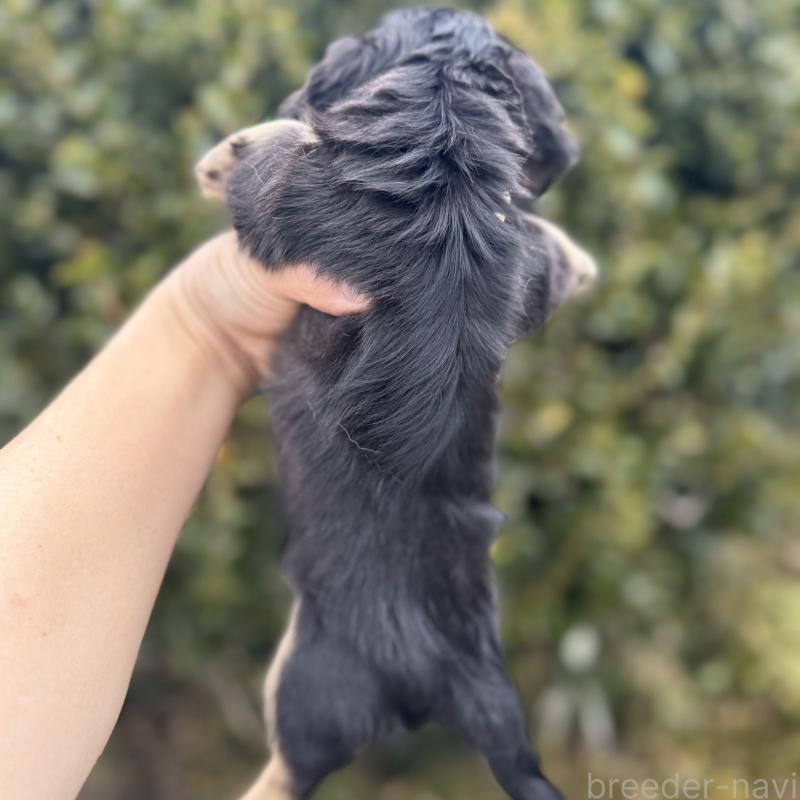 販売中の福岡県のミニチュアダックスフンド(ロングヘアード)-436984の3枚目