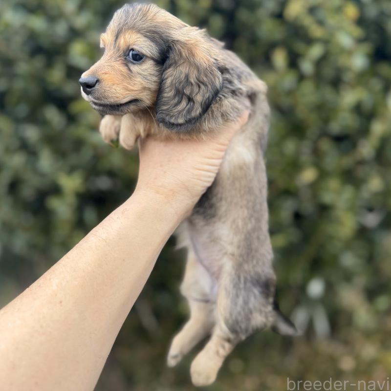 販売中の福岡県のミニチュアダックスフンド(ロングヘアード)-436985の4枚目