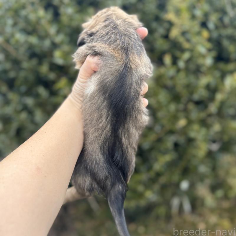 販売中の福岡県のミニチュアダックスフンド(ロングヘアード)-436985の3枚目