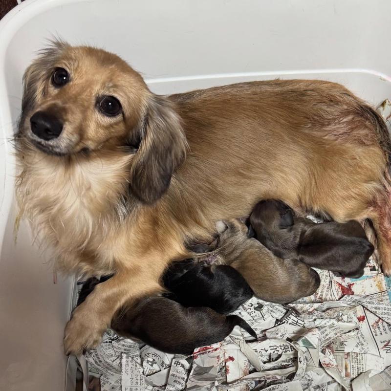 販売中の福岡県のミニチュアダックスフンド(ロングヘアード)-436985の2枚目