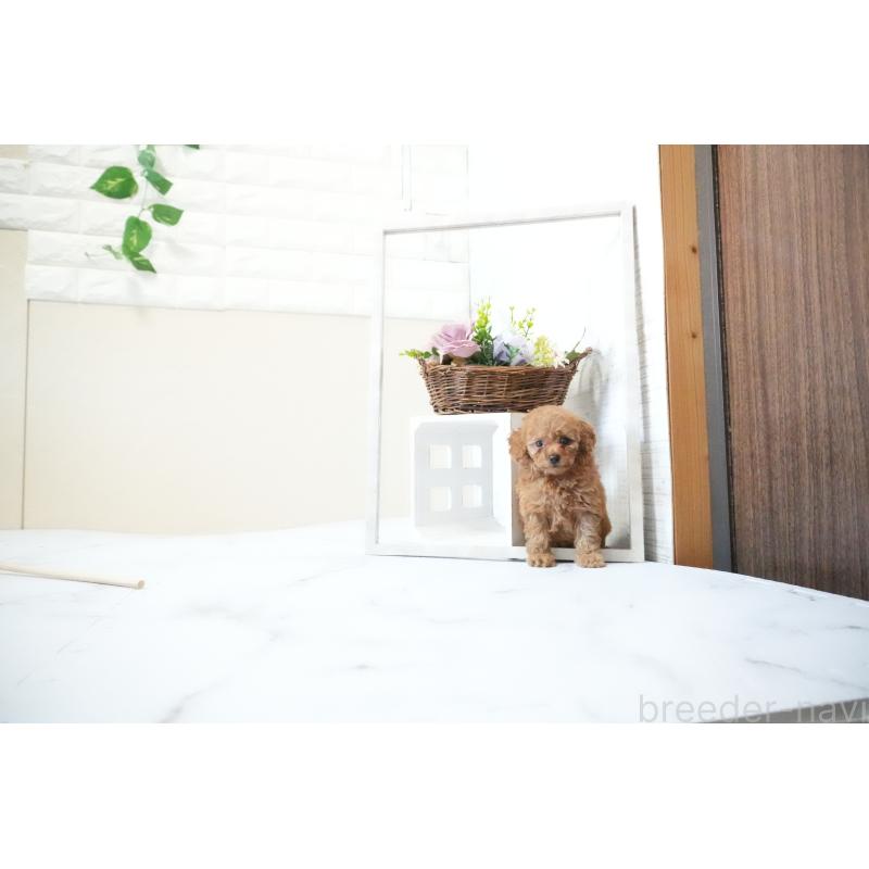 成約済の滋賀県のタイニープードル-436987の5枚目