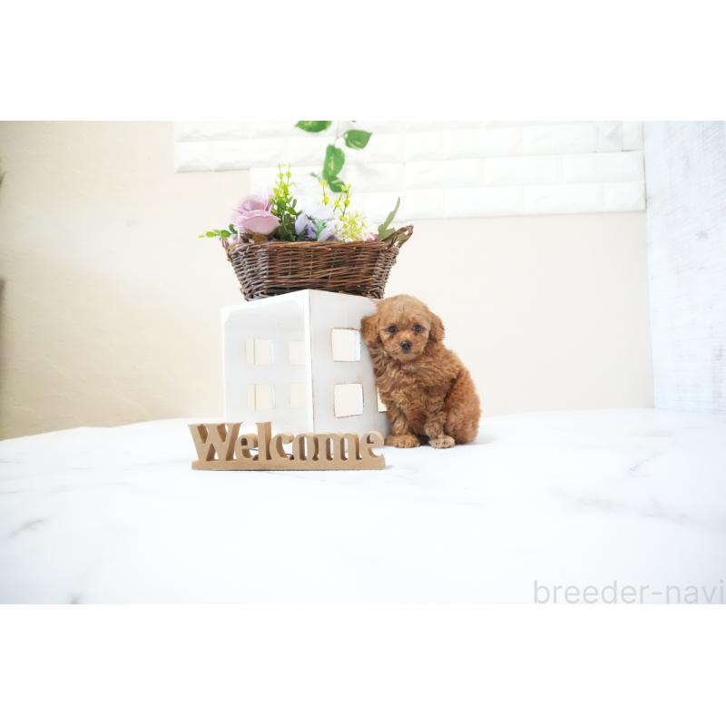 成約済の滋賀県のタイニープードル-436987の4枚目