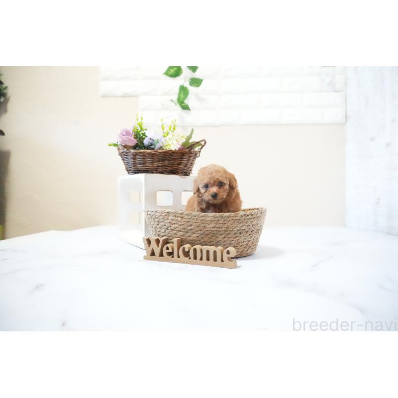 成約済の滋賀県のタイニープードル-436987の3枚目