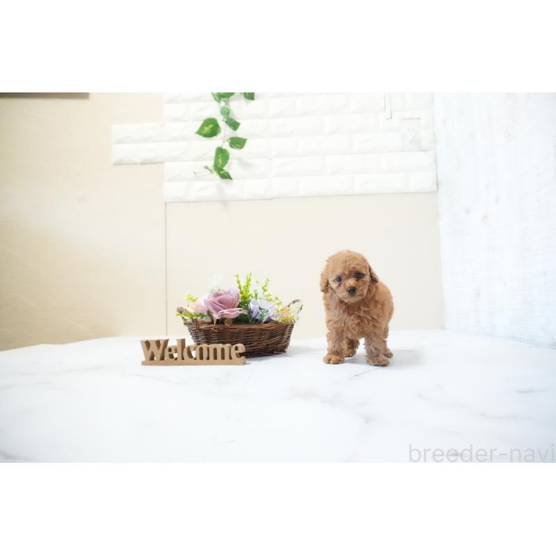 成約済の滋賀県のタイニープードル-436987の2枚目