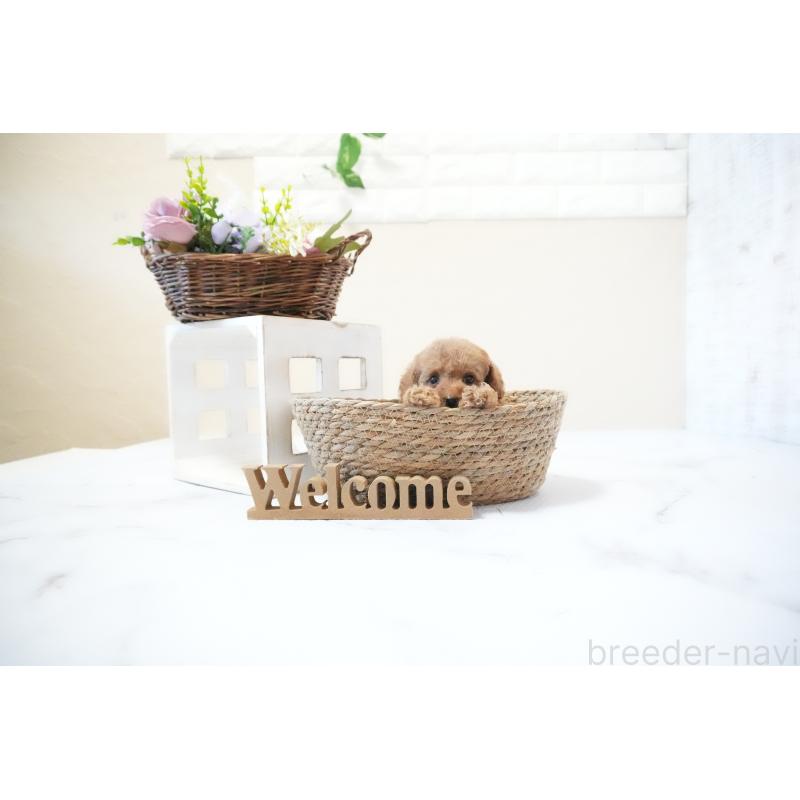 販売中の滋賀県のティーカッププードル-436988の3枚目