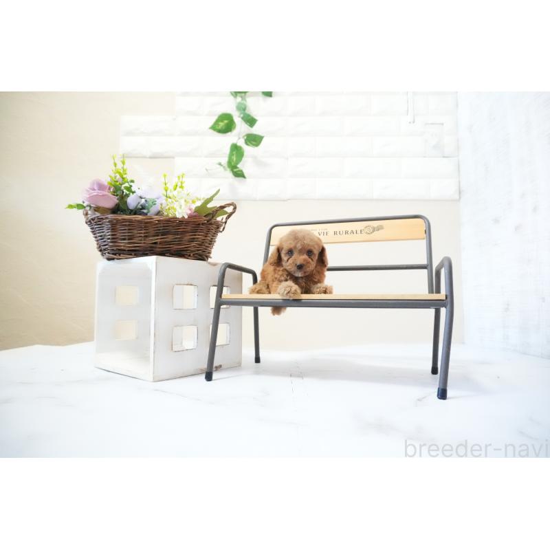 販売中の滋賀県のティーカッププードル-436988の2枚目