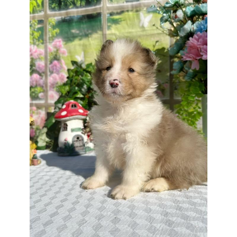 販売中の山梨県のシェットランドシープドッグ(シェルティ)-436989の3枚目